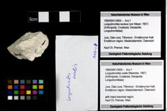 Foto (Objekt + Etiketten) von Longodromites ovalis (Moericke, 1897) 